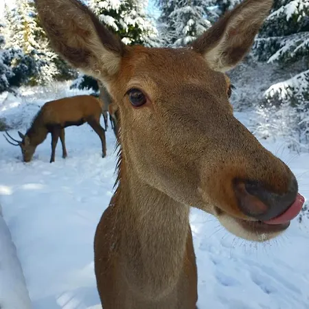 Na Zaciszu Nyaraló Zakopane