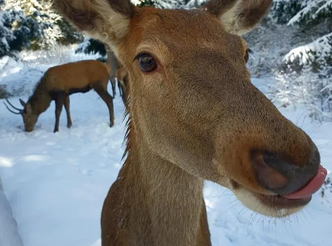 Na Zaciszu Semesterbostad Zakopane